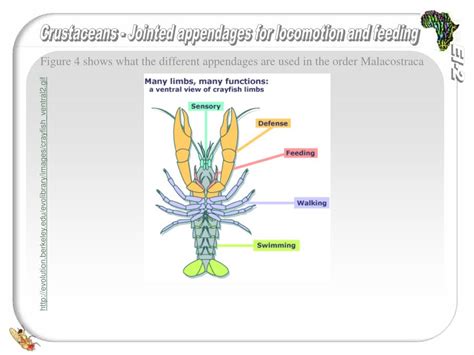 Do Crabs Swim? Exploring the Depths of Crustacean Locomotion